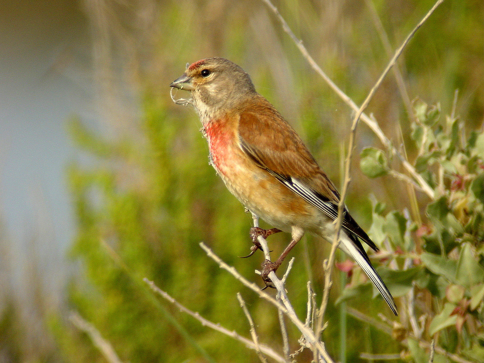 Linotte mélodieuse